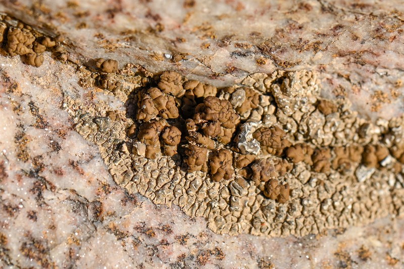 Desert Aspicilia photo 5