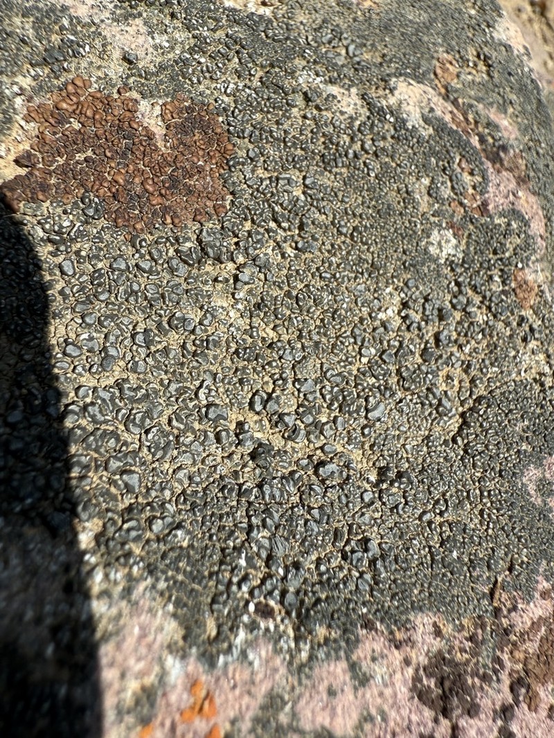 Desert Aspicilia photo 6