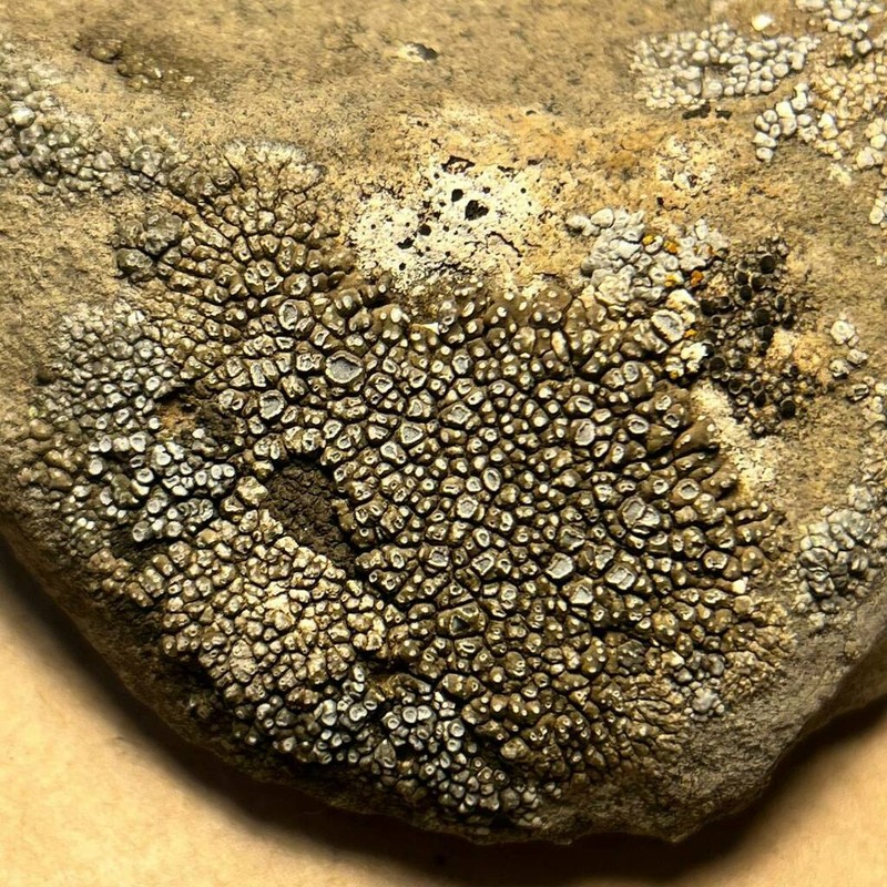 Desert Aspicilia photo 7