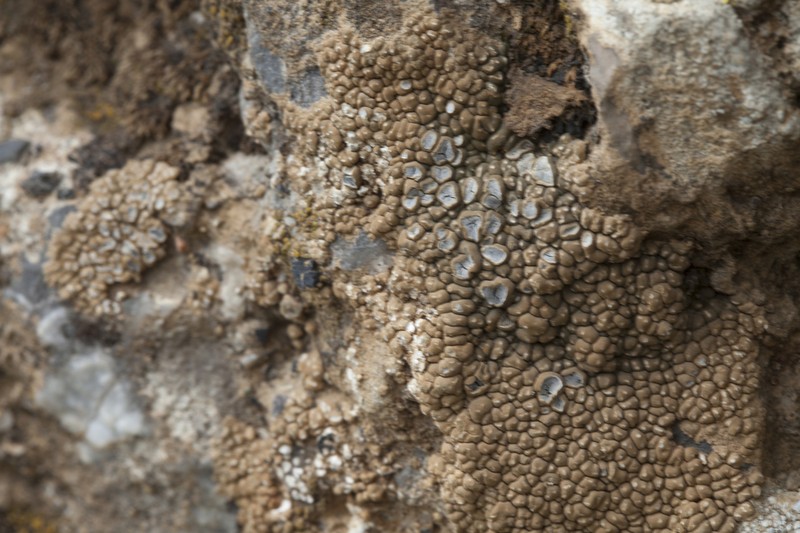 Desert Aspicilia photo 8
