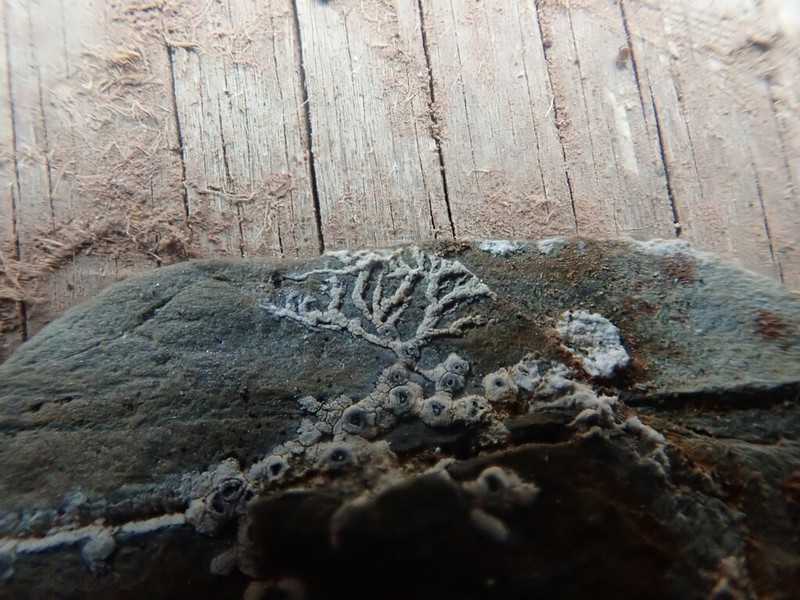 Rimmed Lichen