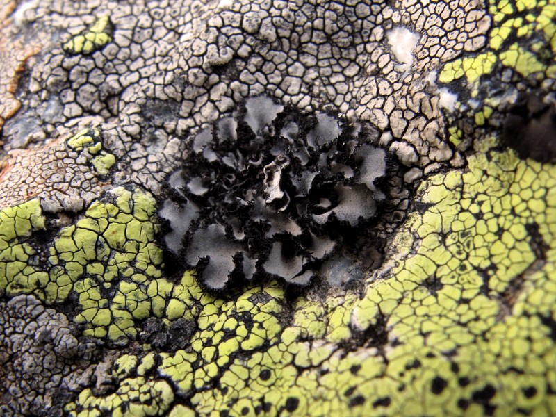 Aspicilia fruticulosa