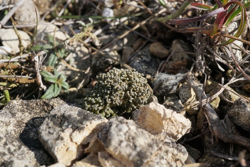 Aspicilia fruticulosa
