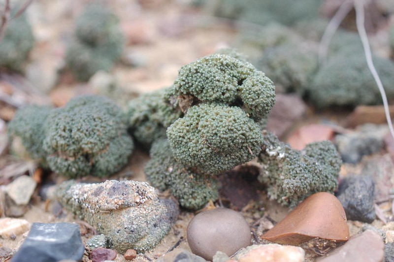 Aspicilia fruticulosa photo 2