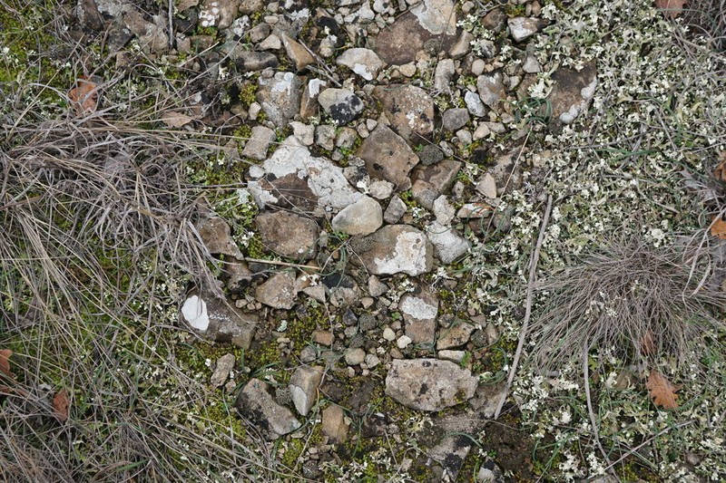 Aspicilia fruticulosa photo 3