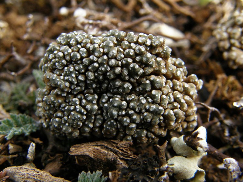 Aspicilia fruticulosa photo 4