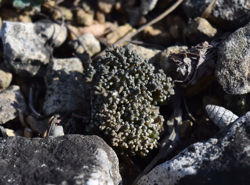 Aspicilia fruticulosa photo 5