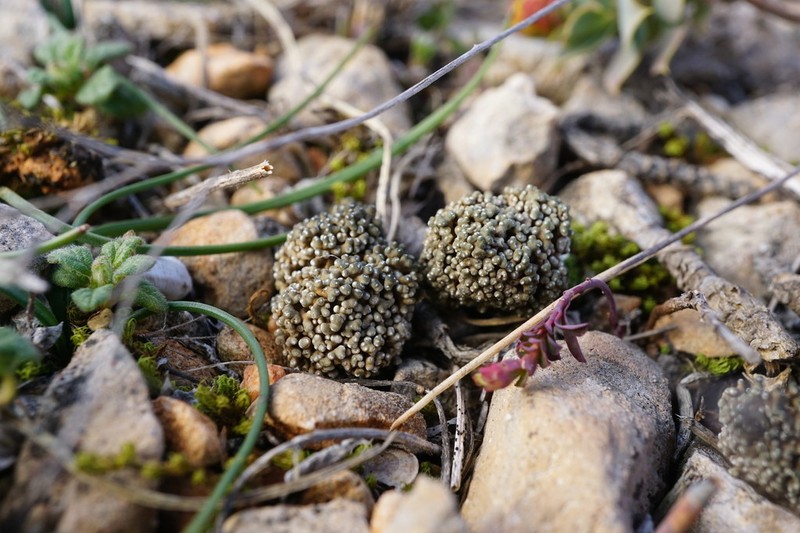 Aspicilia fruticulosa photo 6