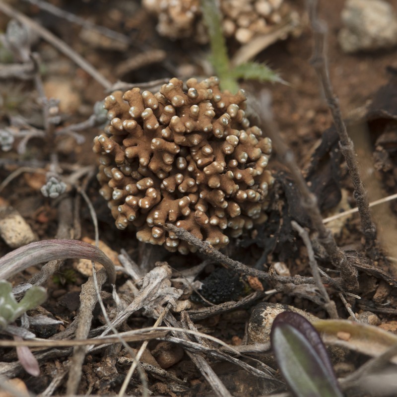 Aspicilia fruticulosa photo 7