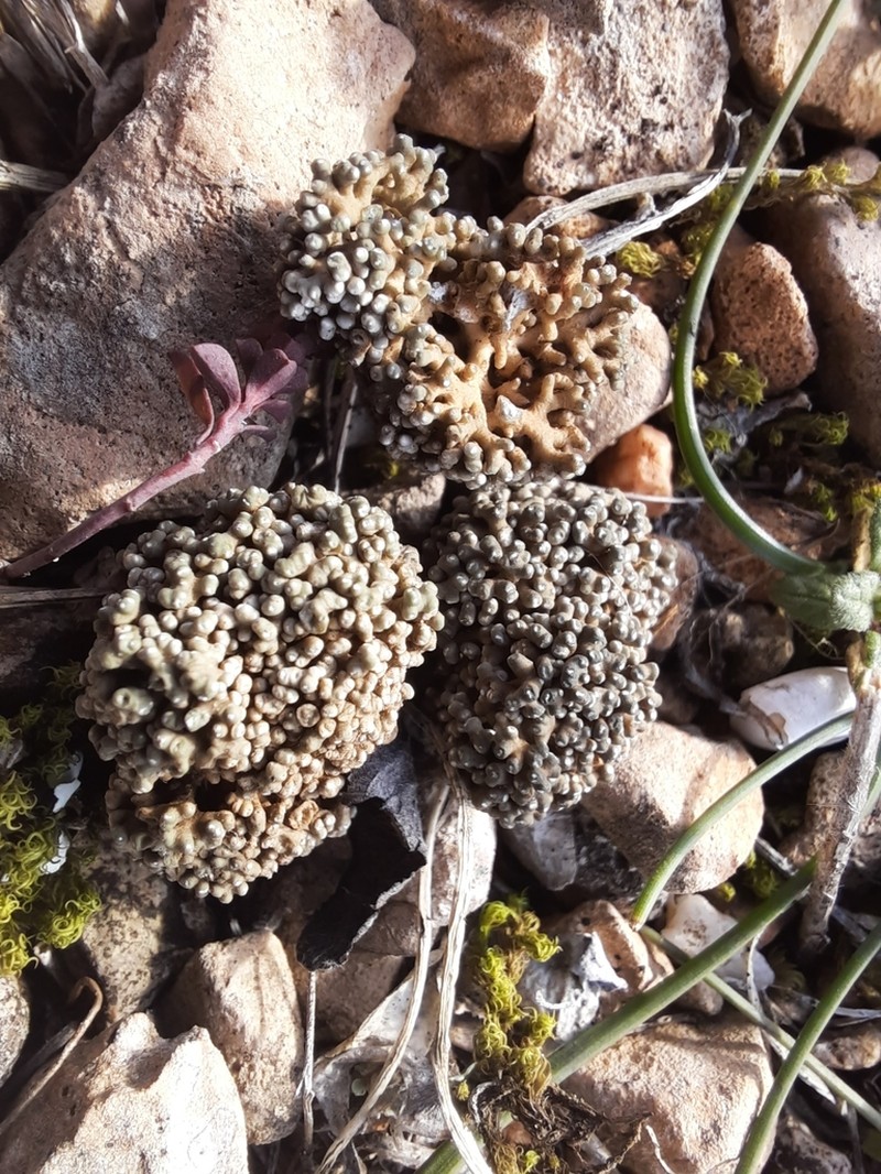 Aspicilia fruticulosa photo 8