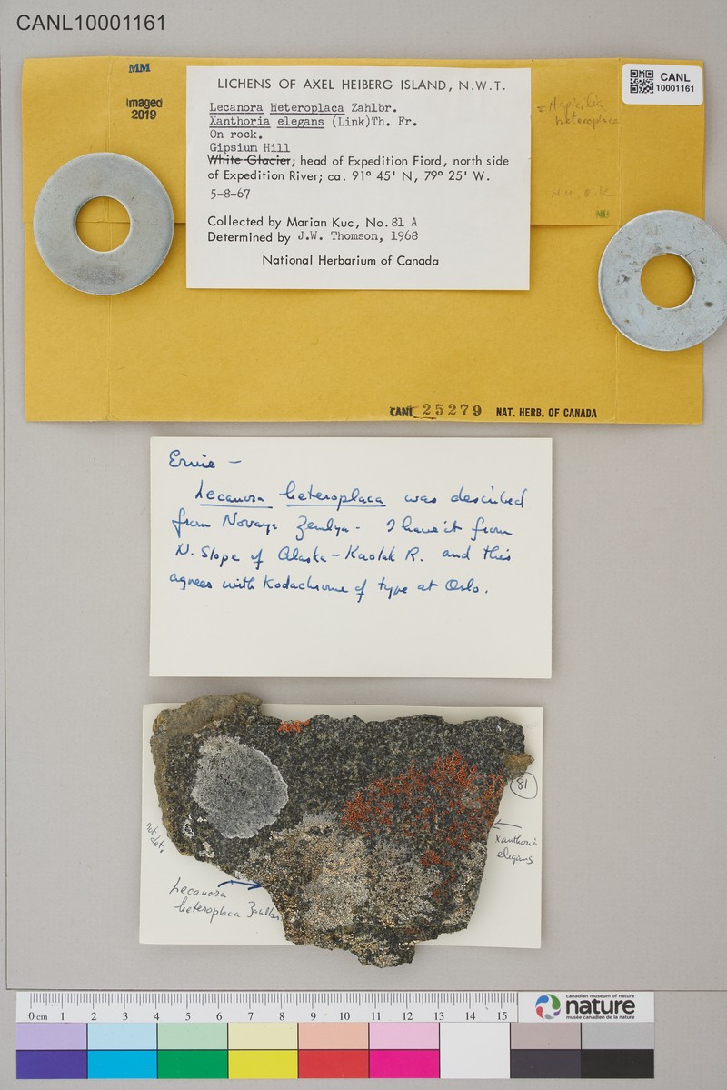 Rimmed Lichen photo 3
