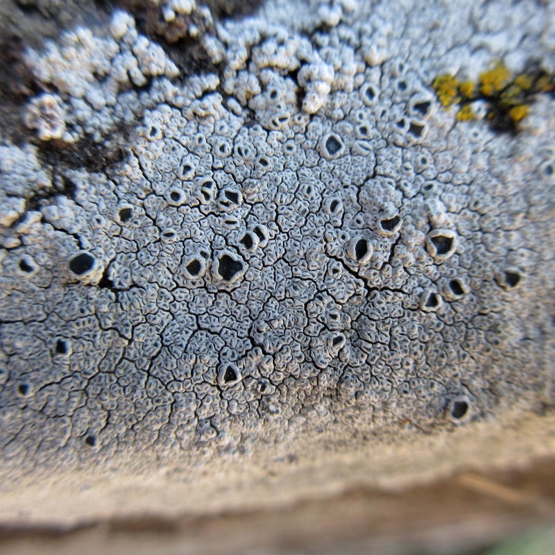 Rimmed Lichen