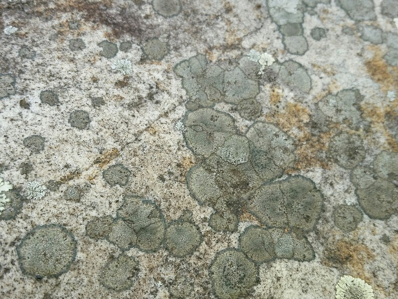 Rimmed Lichen photo 2