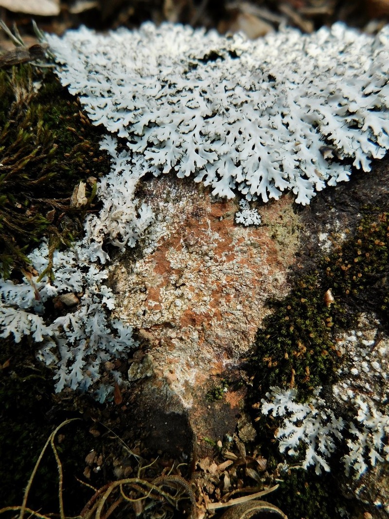 Rimmed Lichen photo 3
