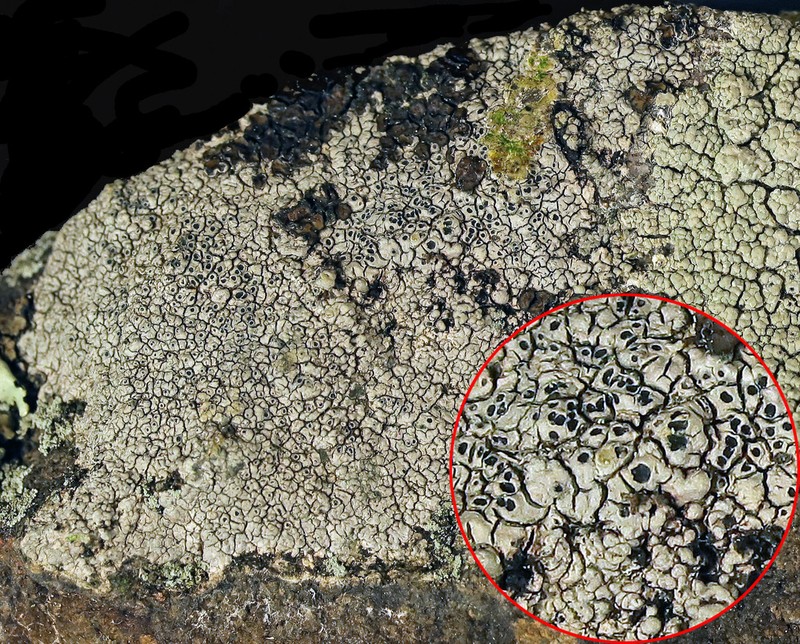 Rimmed Lichen photo 4