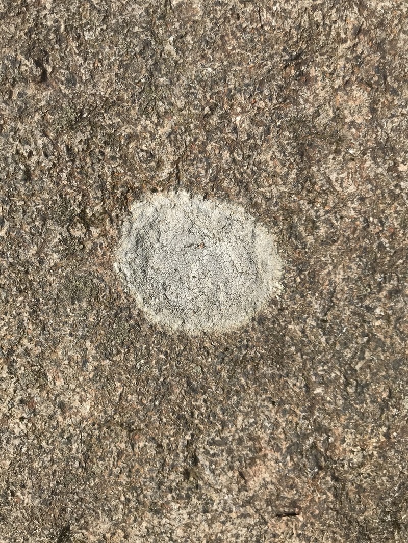 Rimmed Lichen photo 5