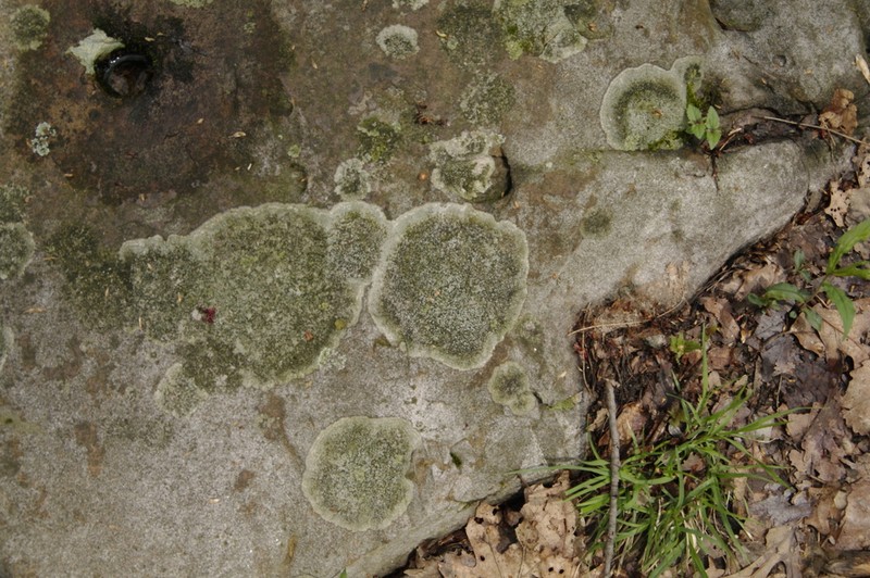 Rimmed Lichen photo 6