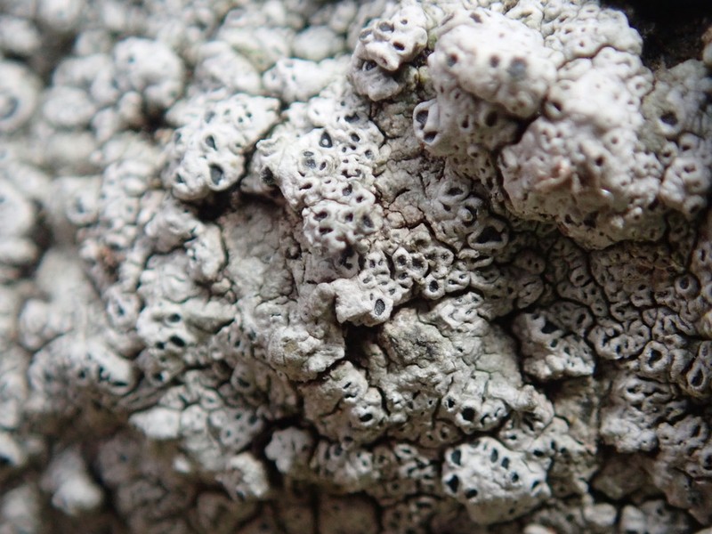 Rimmed Lichen photo 7