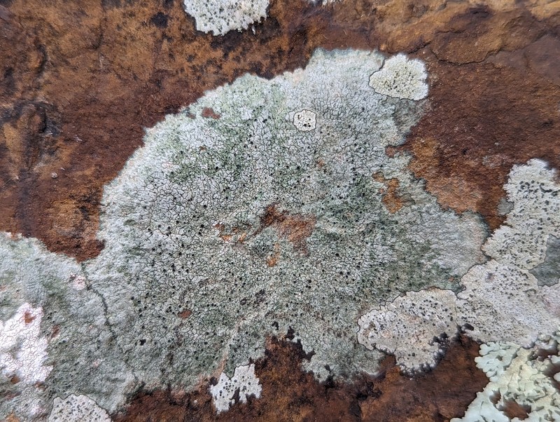 Rimmed Lichen photo 8