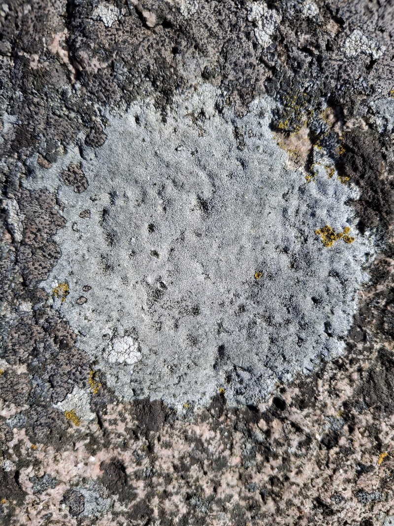 Rimmed Lichen photo 2
