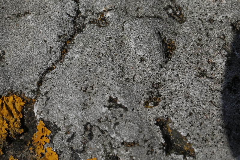 Rimmed Lichen