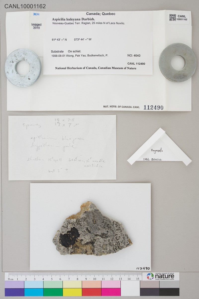 Lesley's Rimmed Lichen photo 2