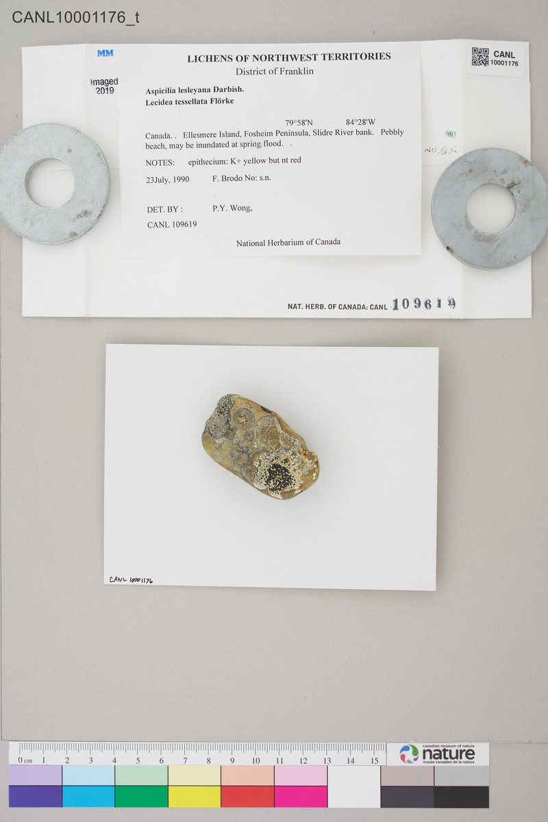 Lesley's Rimmed Lichen photo 3