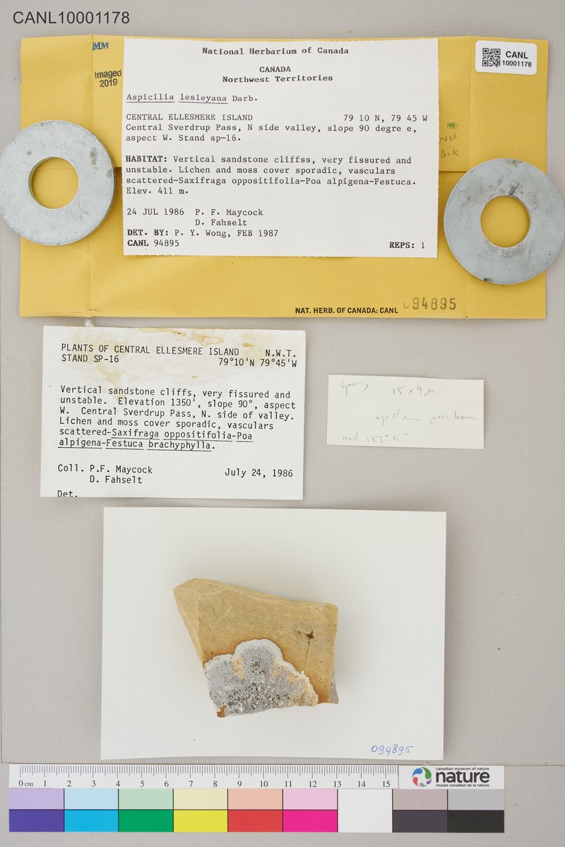 Lesley's Rimmed Lichen photo 6