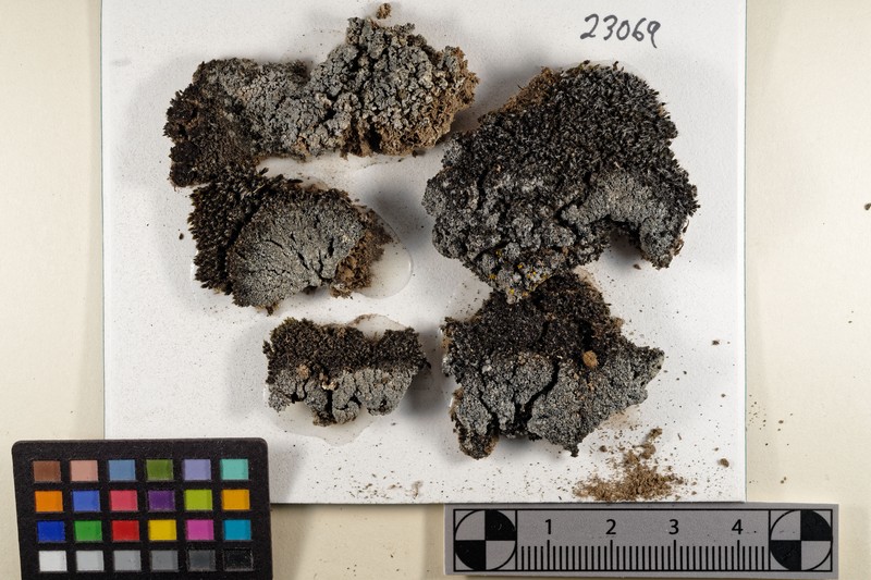 Aspicilia mastrucata photo 4