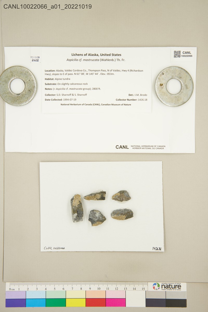 Aspicilia mastrucata photo 8