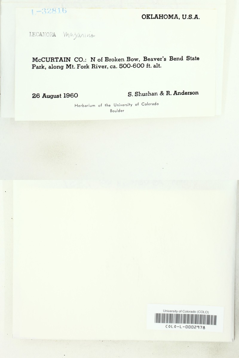 Aspicilia mazarina