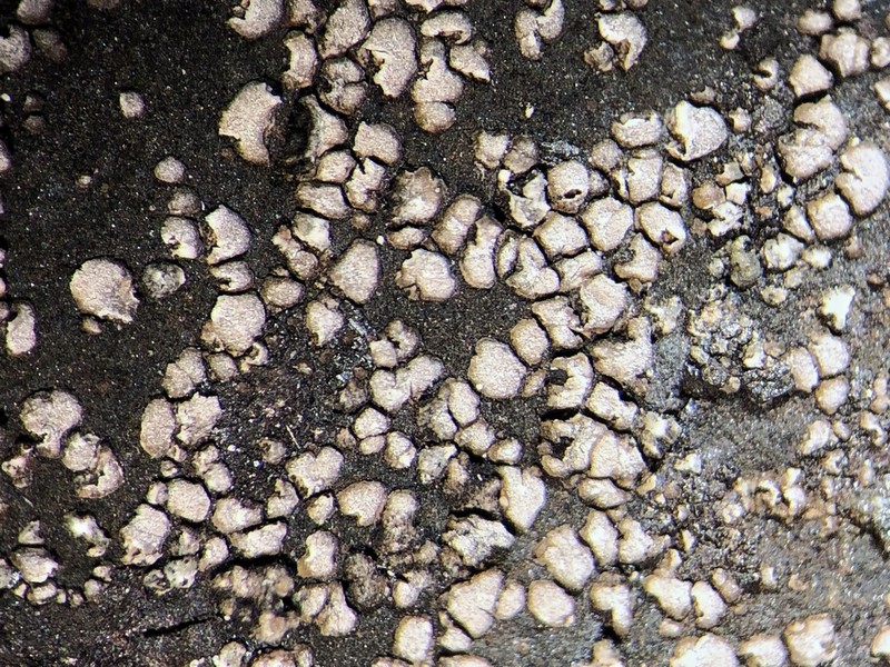 Aspicilia moenium
