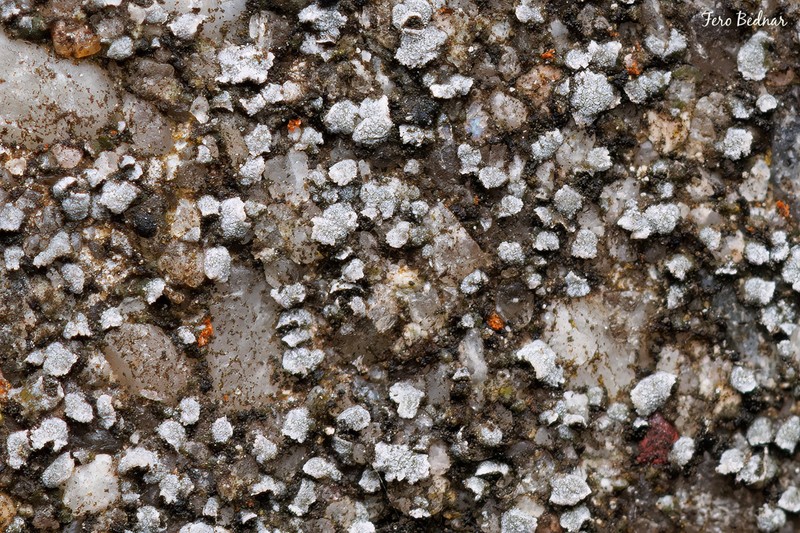 Aspicilia moenium photo 2