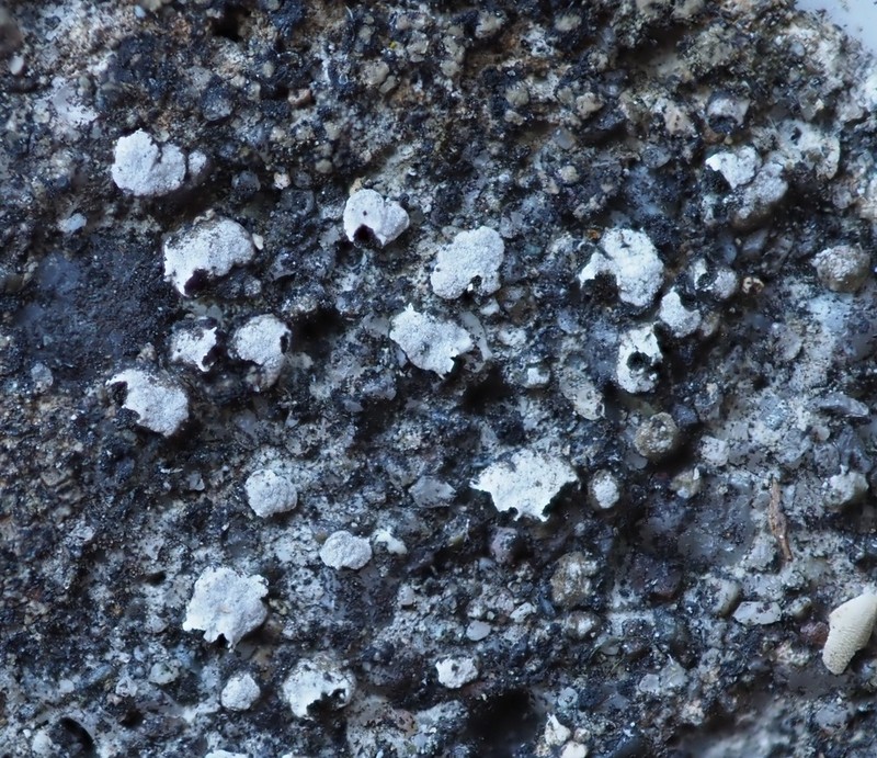 Aspicilia moenium photo 3