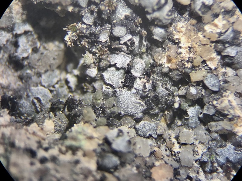 Aspicilia moenium photo 5