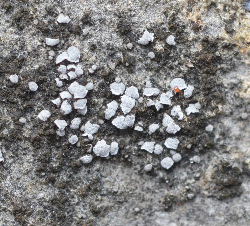 Aspicilia moenium photo 6