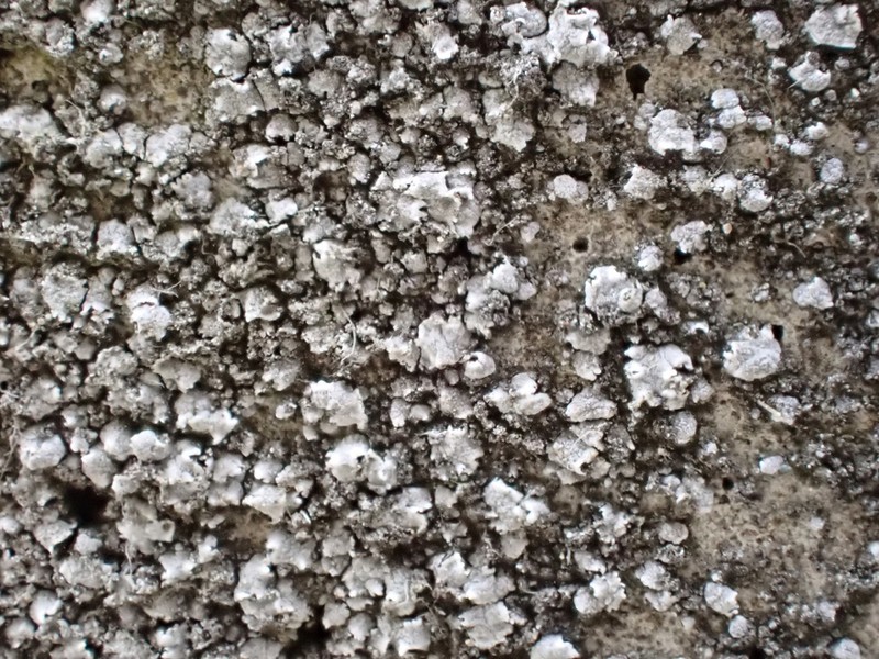 Aspicilia moenium photo 7