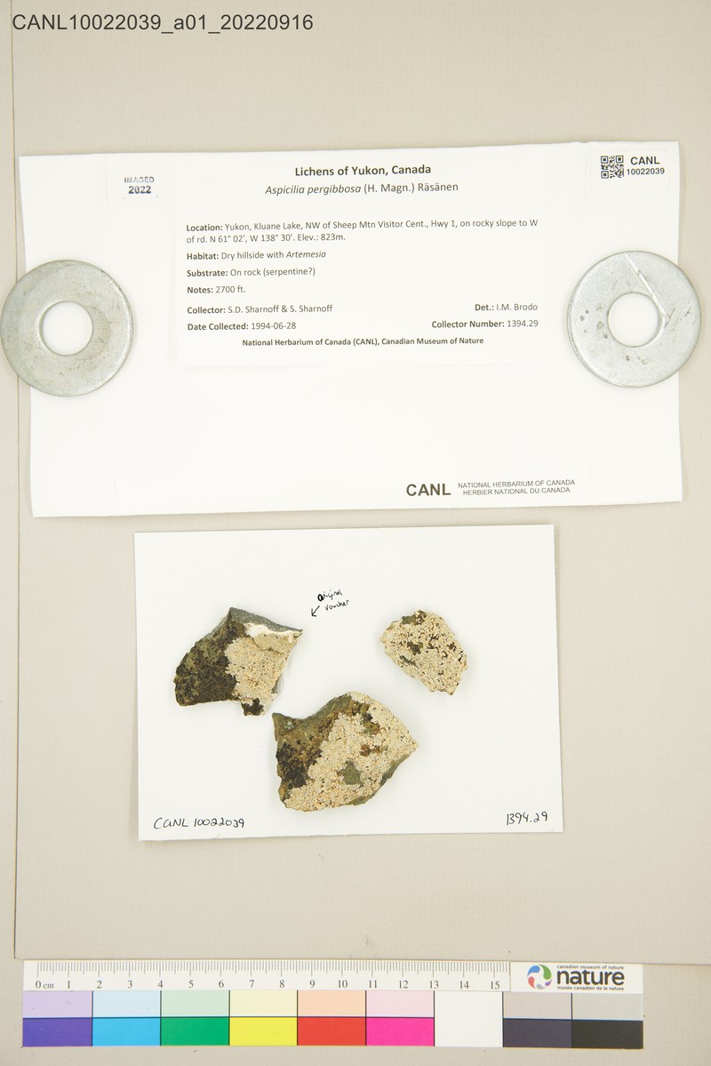 Rimmed Lichen photo 3