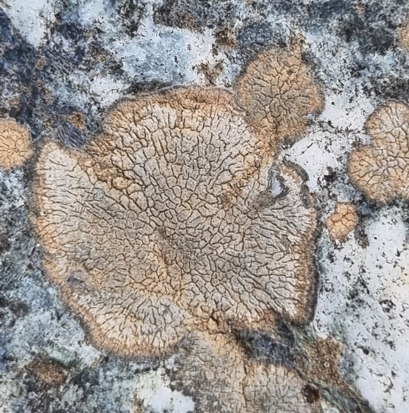Manycolor Rimmed Lichen
