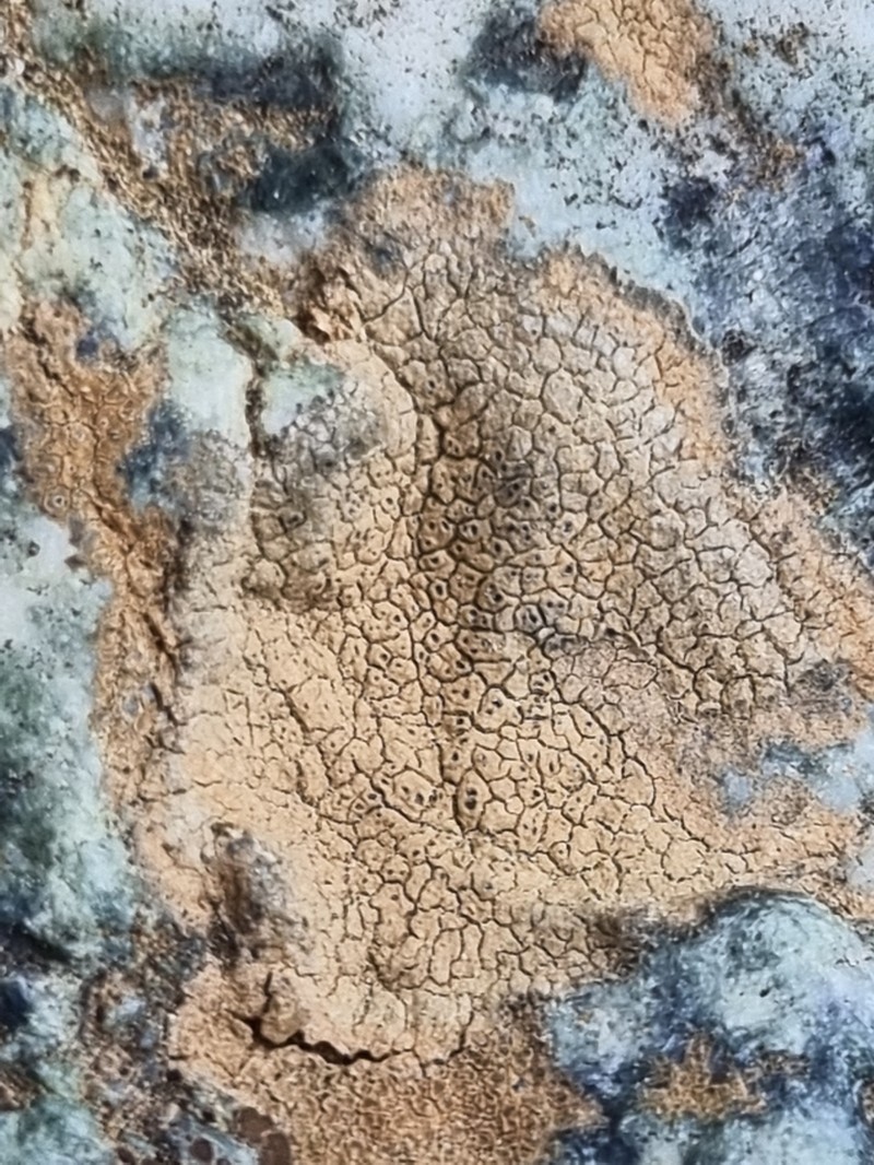 Manycolor Rimmed Lichen photo 4