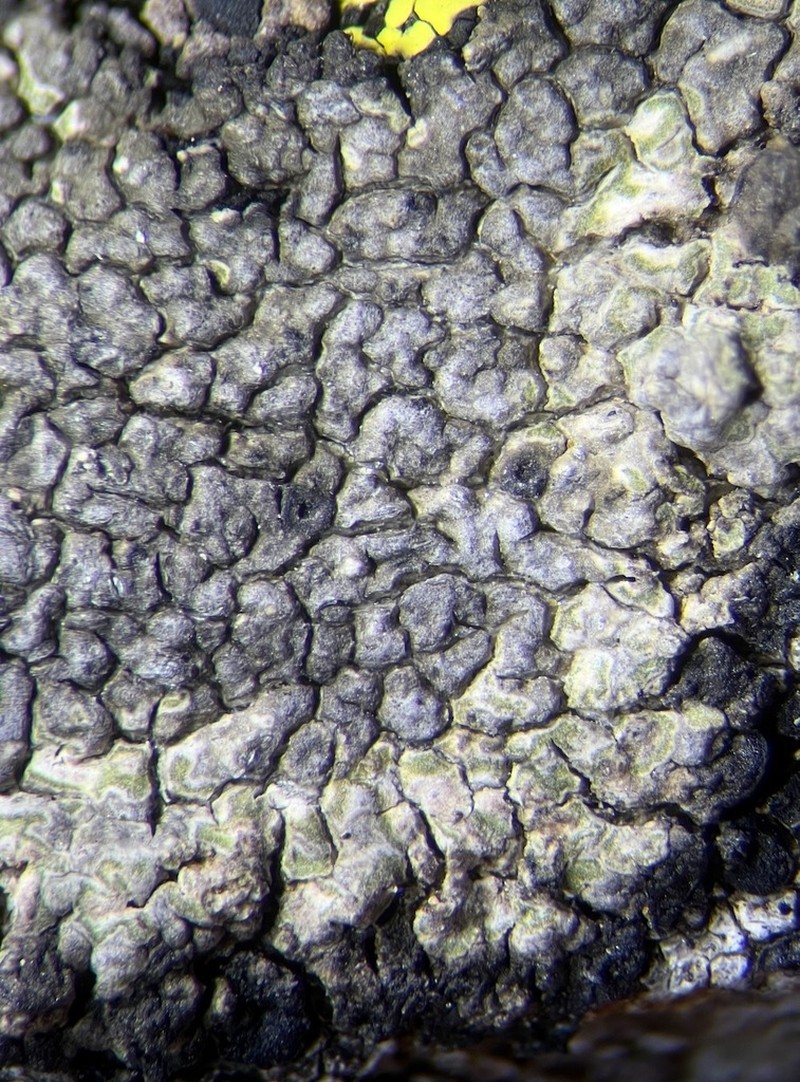 Manycolor Rimmed Lichen photo 5