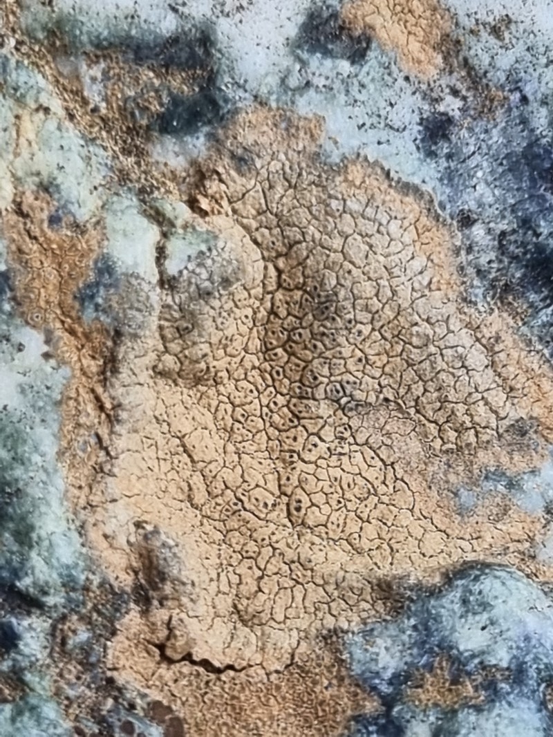 Manycolor Rimmed Lichen photo 7