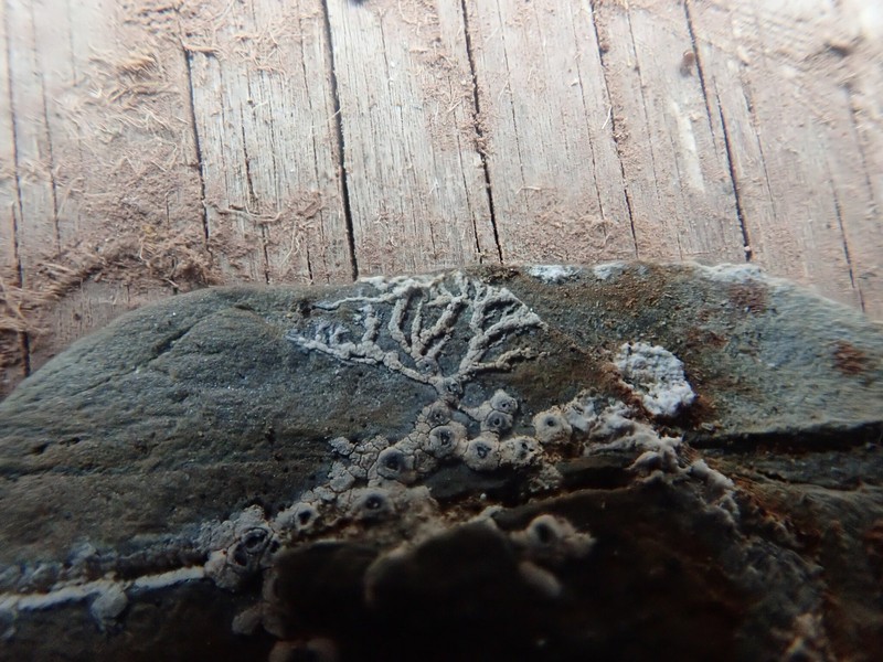 Manycolor Rimmed Lichen photo 8