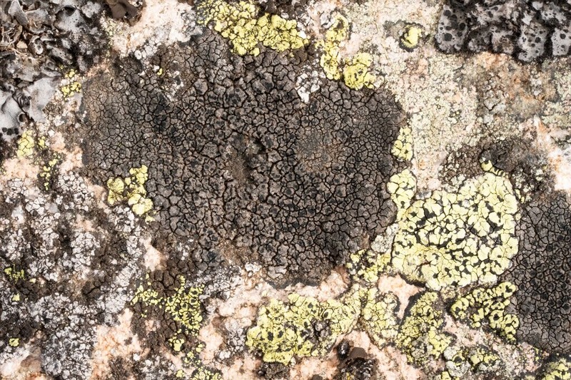 Quartzite Rimmed Lichen