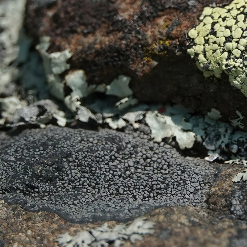 Quartzite Rimmed Lichen photo 4