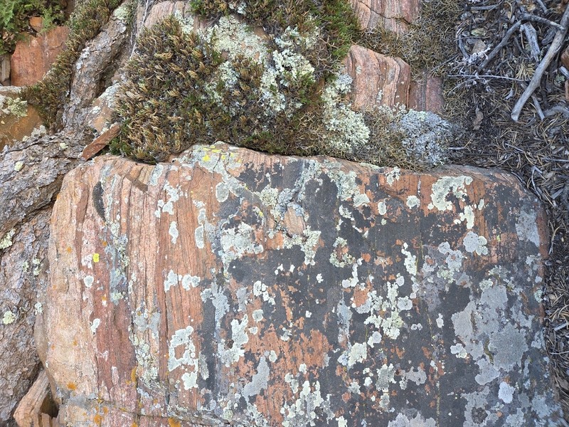 Quartzite Rimmed Lichen photo 6