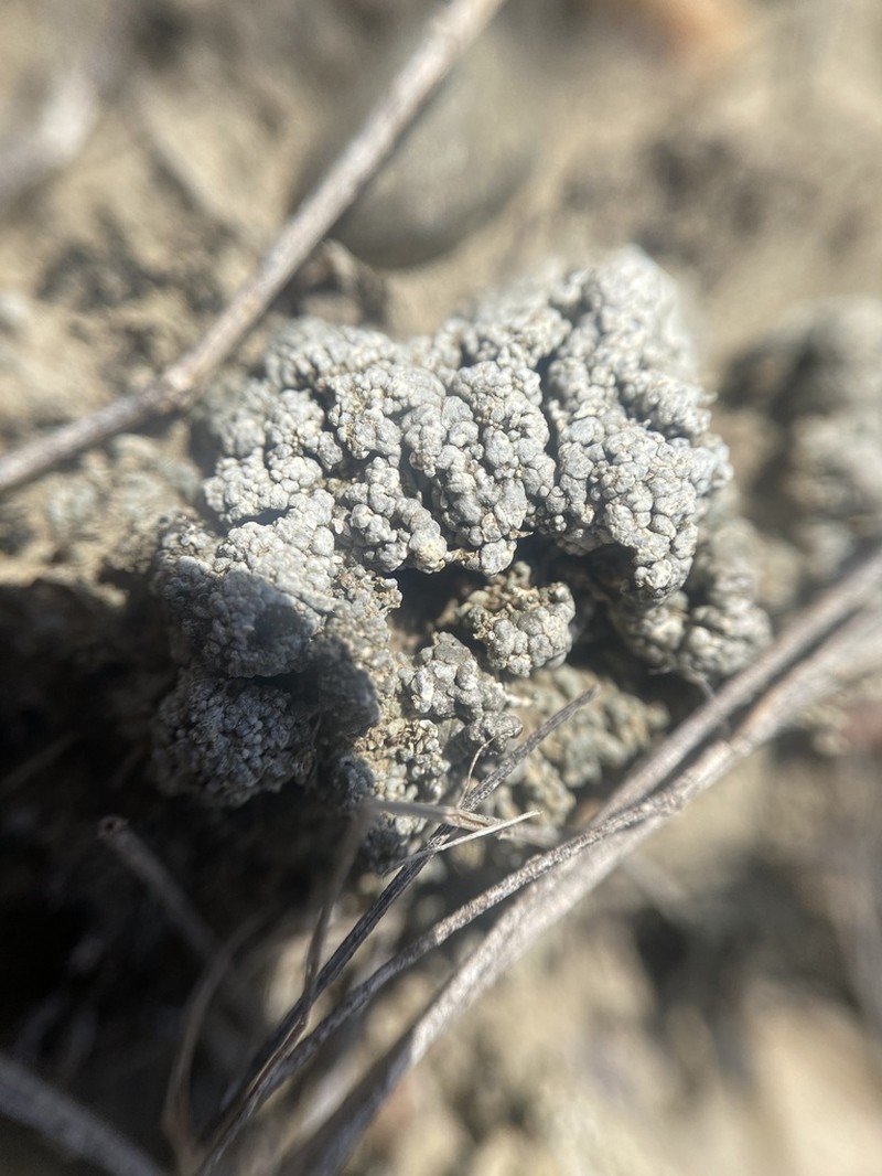 Rimmed Lichen