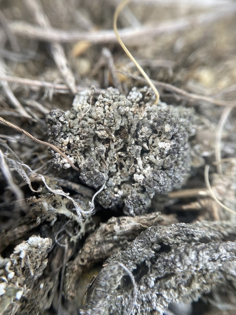 Rimmed Lichen photo 4
