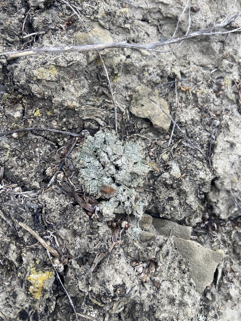 Rimmed Lichen photo 5