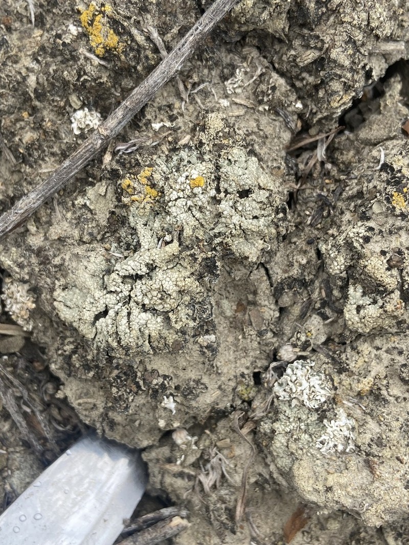 Rimmed Lichen photo 6